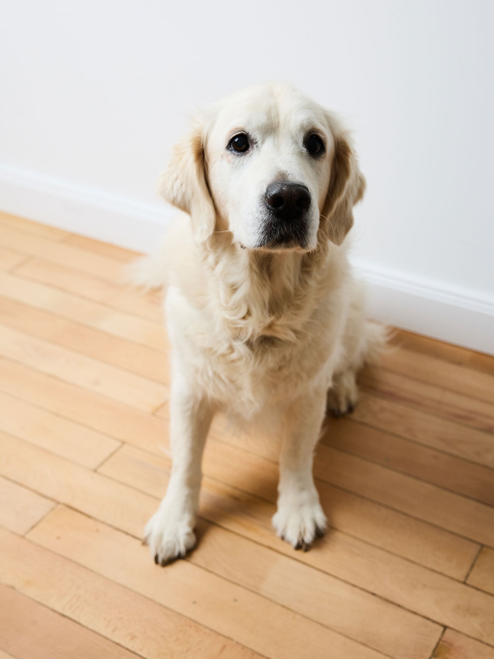 Golden Retriever macht Platz