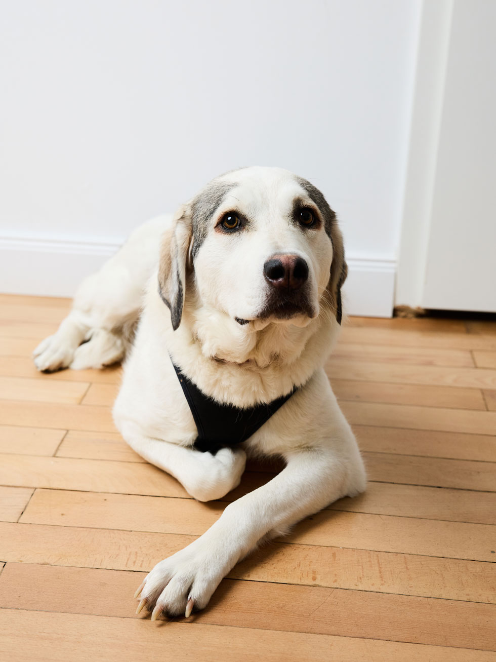Weißer Hund mit grauen Ohren liegend